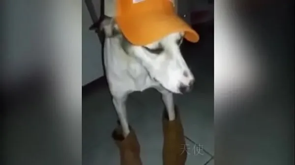 HD Bahian dog κορυφαία βίντεο